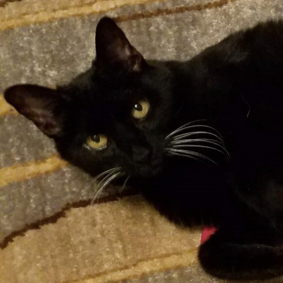 Meet your Posher, Christina - Picture 1 of 1